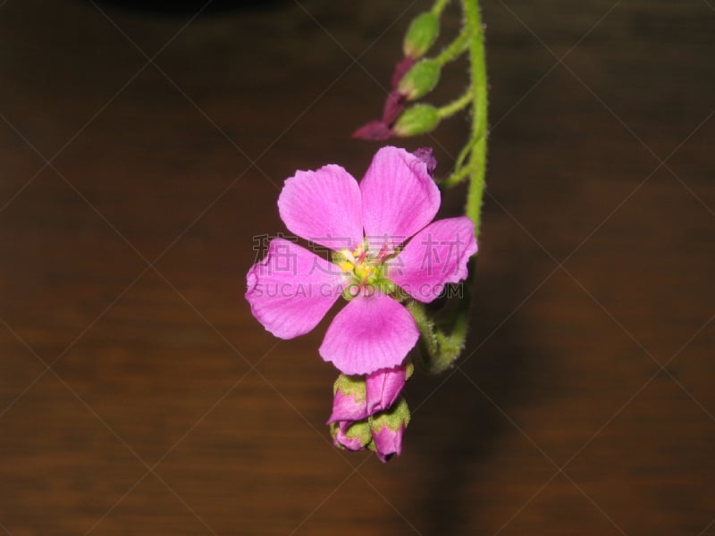 粉色,茅膏菜,肉食植物,室内,植物,水平画幅,无人,日本,可爱,居家装饰