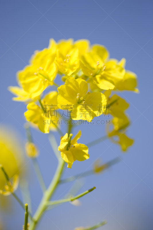 油菜花,滨离宫园,垂直画幅,无人,特写,农作物,春天,植物,黄色,东京