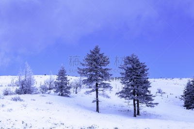 冬天,雪,日本,安静,云,深雪,木制,晴朗,长野城,白色