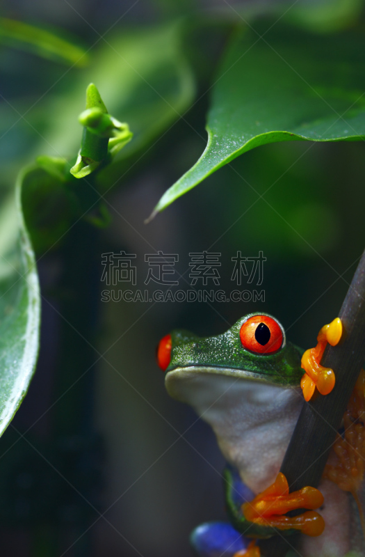 红眼树蛙,树蛙,自然,垂直画幅,南美,留白,野生动物,绿色,无人,青蛙