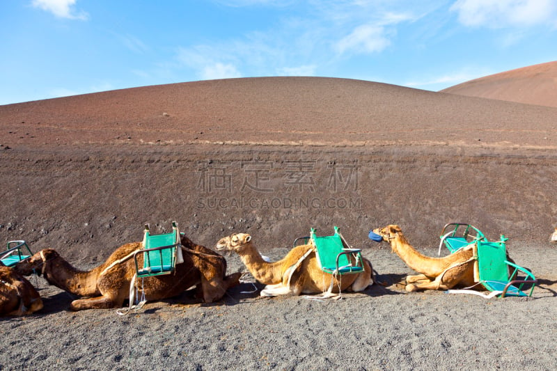 Timanfaya National Park,骆驼,旅行者,等,单峰骆驼,兰萨罗特岛,鞍,水平画幅,沙子,火山地形