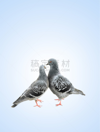 鸽子,垂直画幅,鸟类,两只动物,伴侣,彩色背景,喙,彩色图片,雌性动物,尾巴