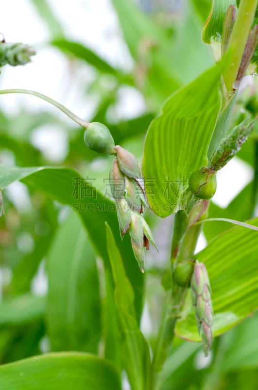 川谷,草,自然,垂直画幅,项链,绿色,枝繁叶茂,小的,嬉戏的,念珠