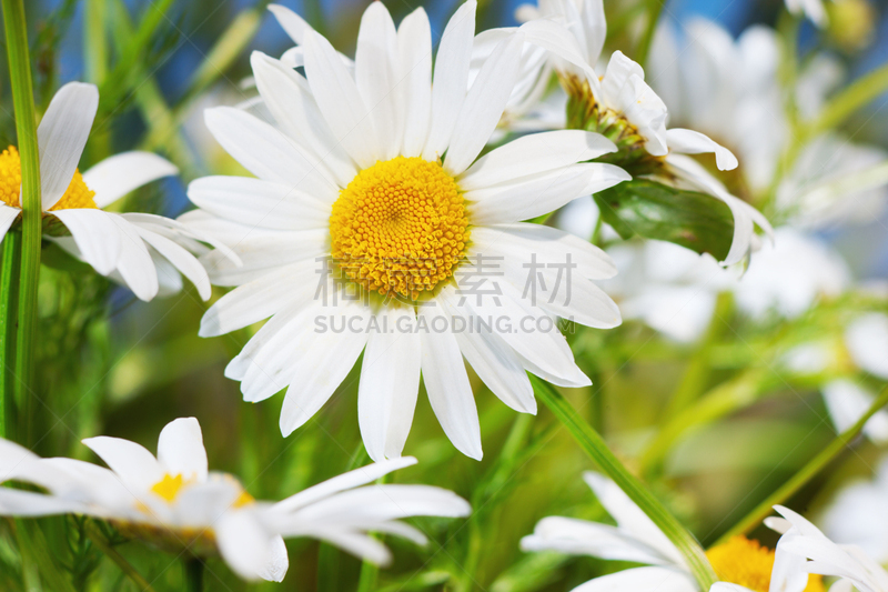 甘菊,美,水平画幅,无人,草坪,夏天,户外,草,特写