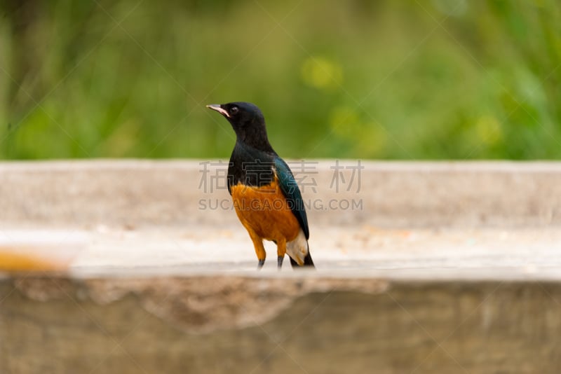 superb starling,自然,野生动物,水平画幅,蓝色,鸟类,非洲,观鸟,北美歌雀,喙