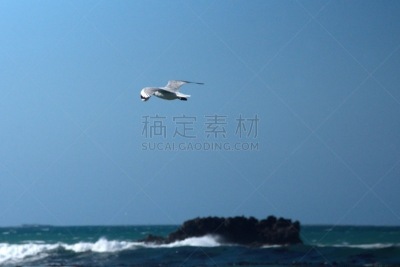 哈氏鸥,南部非洲,西开普省,图像,海洋,大西洋,海鸥,鸟类,南非,海岸线