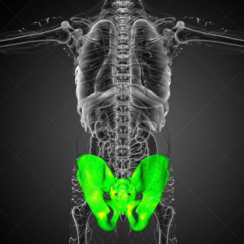 健康保健,插画,三维图形,髋部,人类骨架,四肢,股骨,脊柱,人