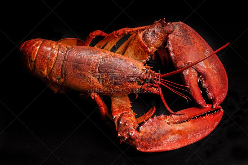 龙虾,水平画幅,无人,2015年,甲壳动物,海产,清新,海洋,食品,摄影