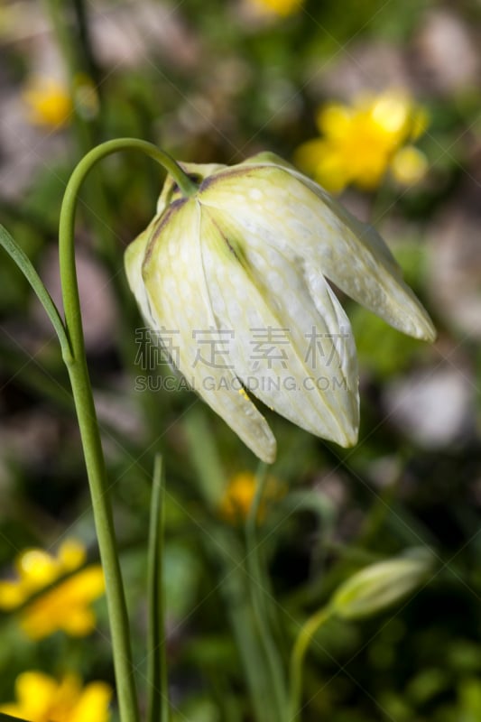 赭色百合,奥巴,清新,花格贝母,一月,雪,仅一朵花,英国,花鳞茎,生物