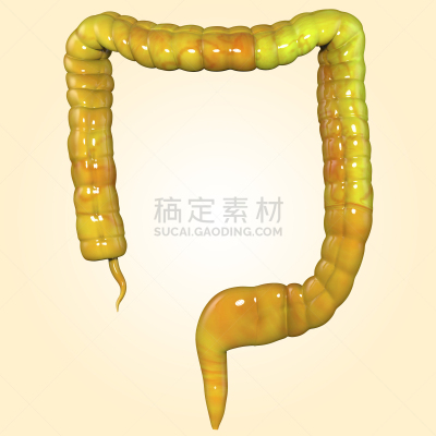 大肠,肛门,生理学,有序,躯干,小的,绘画插图,抽象