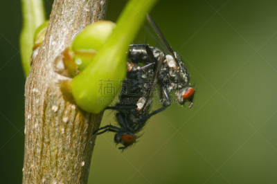 自然,家蝇,水平画幅,生物,嫩枝,动物交配,动物学,两只动物,动物习性,交配