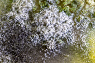 真菌,藻类,大群动物,背景,个性,皮氏培养皿,显微镜,水,生物科技,水平画幅
