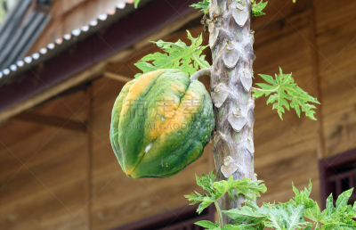 Papaya on the tree