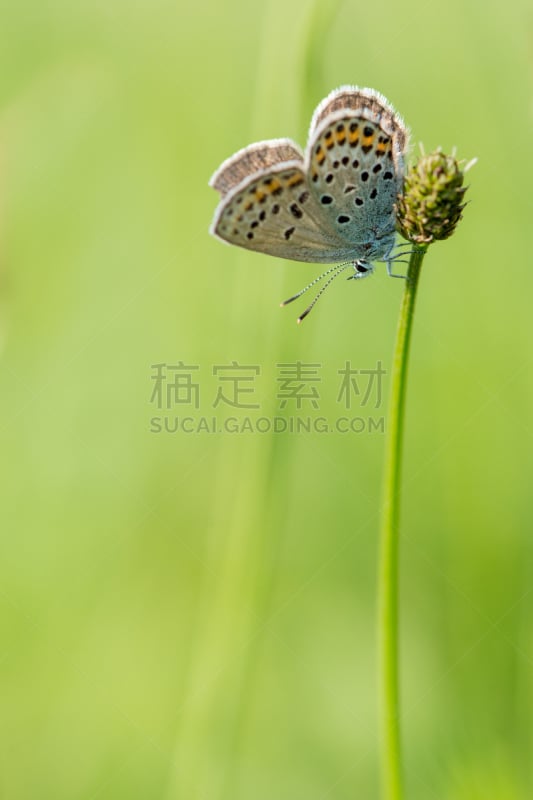 灰蝶科蝴蝶,金翅蝶,山脉蓝知更鸟,蓝知更鸟,垂直画幅,蝴蝶,无人,夏天,生物学,生物课