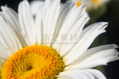 甘菊,选择对焦,芳香的,草坪,夏天,草,明亮,花束,白色