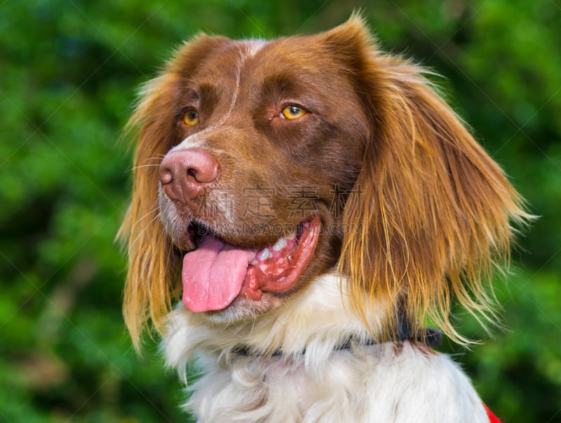 斯普林斯班尼犬,狗,史宾格犬,英格兰斯普林斯班尼犬,猎犬,斯班尼犬,机敏,褐色,动物嘴,寻回犬