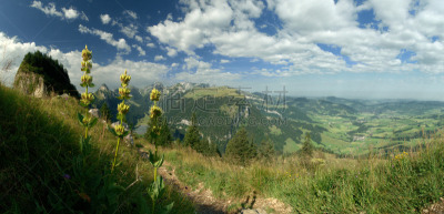 俄彭泽勒兰德州,龙胆属植物,山,黄色,牧场,在上面,草地,水平画幅,绿色,枝繁叶茂