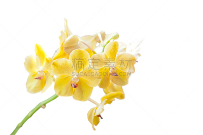 兰花,黄色,芽痕,鸭跖草,万代兰属,水平画幅,枝繁叶茂,无人,户外,班戈寇科省