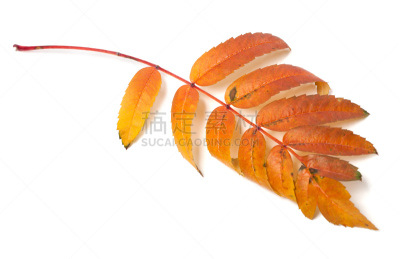 叶子,秋天,白色背景,山梨树,分离着色,褐色,水平画幅,无人,干花,阴影