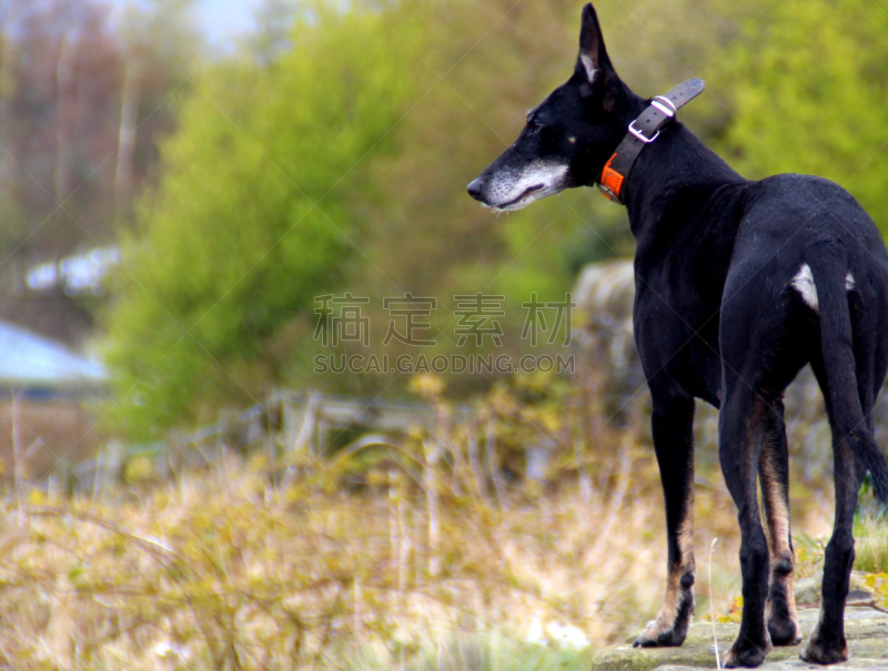 杂种猎狗,小灵狗,宠物项圈,推铅球,austalian kelpie,充满的,投影屏幕,衣服,澳大利亚卡尔比犬,受过训练的狗