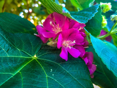 粉色,茎,白色,水,夏天,葡萄牙,明亮,花束,热带气候,灌木