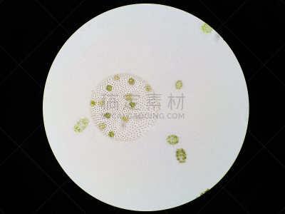 团藻,绿藻,原生动物,浮游植物,浮游生物,叶绿体,除法,显微镜,水,水平画幅