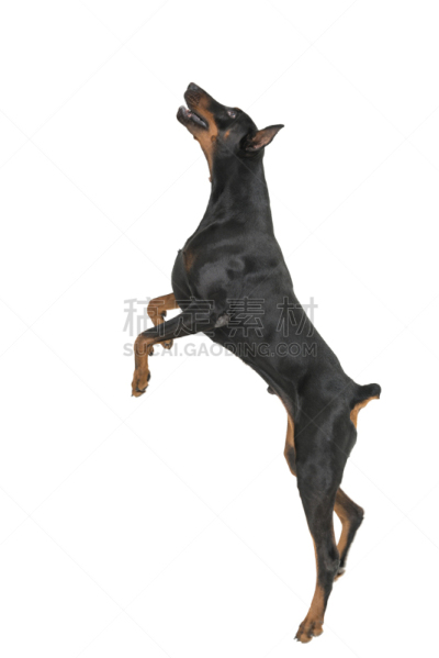 杜宾犬,白色背景,警犬,垂直画幅,无人,爪子,动物习性,动物身体部位,彩色图片,信心