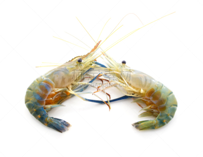 虾,两个物体,白色背景,生食,分离着色,黑色虎虾,春药,煮食,水平画幅,小的
