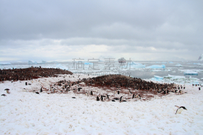 库佛维尔岛,巴布亚企鹅,筑巢处,南极洲,水平画幅,雪,无人,鸟类,企鹅,次南极区群岛