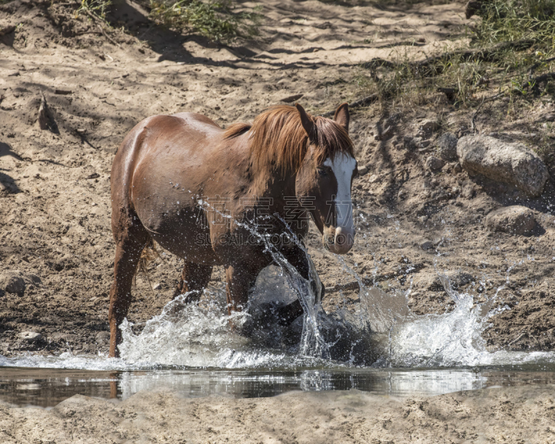 tonto national forest,母马,水,美国,水平画幅,嬉戏的,户外,哺乳纲,马,河流