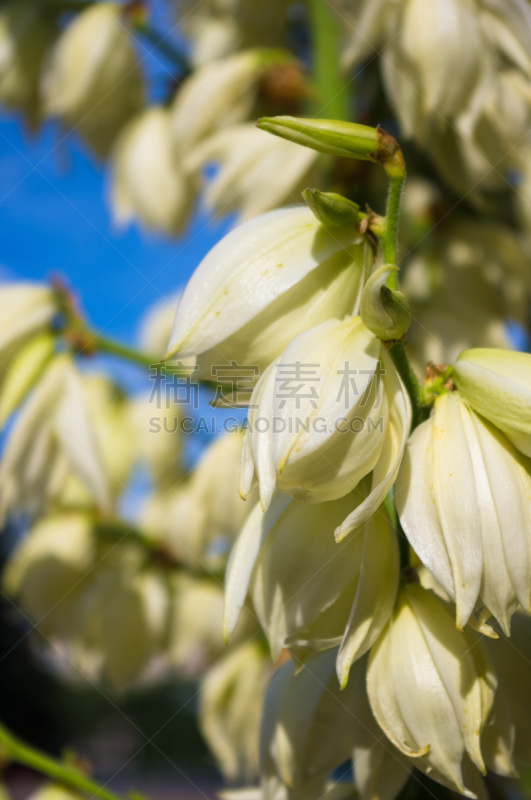 特写,白色,灌木,公园,小丝兰,垂直画幅,美,芳香的,枝繁叶茂,无人