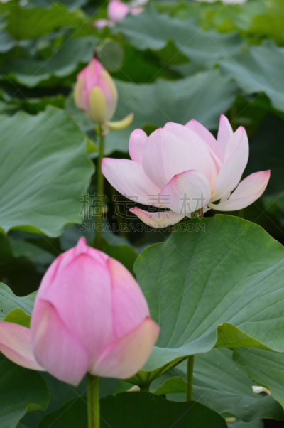 荷花,花蕾,三只动物,花头,前景聚焦,自然,垂直画幅,绿色,云,地形