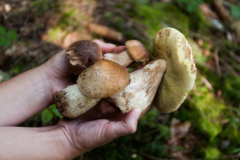 秋天,真菌,森林,食品,美味牛肝菌,野生植物,牛肝菌,自然,褐色,水平画幅