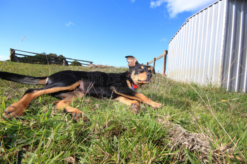 austalian kelpie,机敏,水平画幅,智慧,澳大利亚斗牛犬,牧羊犬,小狗,竞技运动,2015年,动物