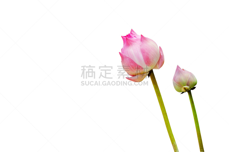 荷花,水,美,水平画幅,睡莲,符号,夏天,特写,想法,白色