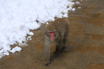雪,猴子,风景,日本猕猴,冈山县,本州岛中国地区,雪山,公园,水平画幅,瀑布