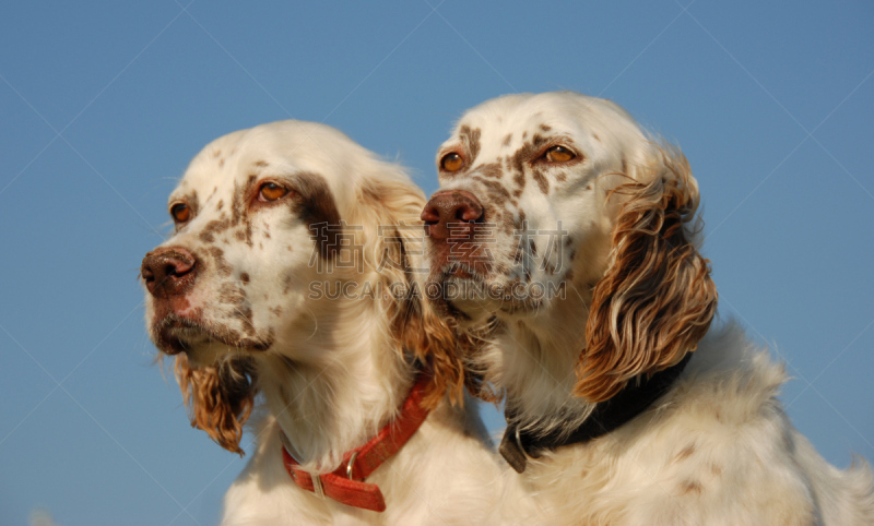 英格兰长毛猎犬,宠物项圈,赛特种猎狗,天空,美,褐色,水平画幅,美人,两只动物,伴侣