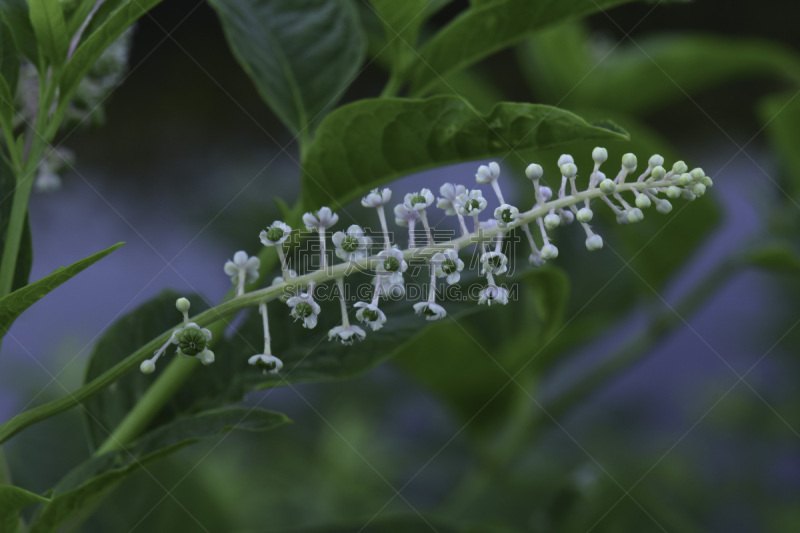美洲商陆,特写,无人,自然,植物,图像,夏天,水平画幅,大特写,美国