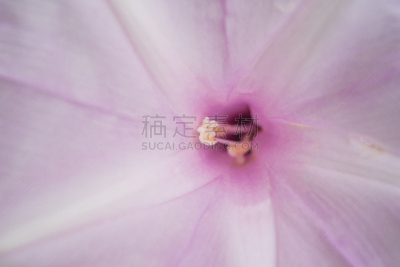 牵牛花,园林,花粉,雄蕊,粉色,大特写,自然美,灌木,树,花