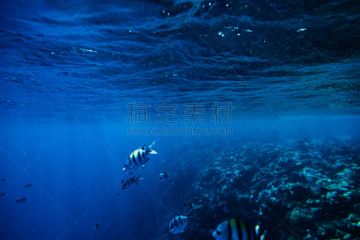 水下,热带鱼,海洋生命,岩生豆娘鱼,斑马鱼,桑吉巴尔,海底,热带淡水鱼,浮潜,软珊瑚
