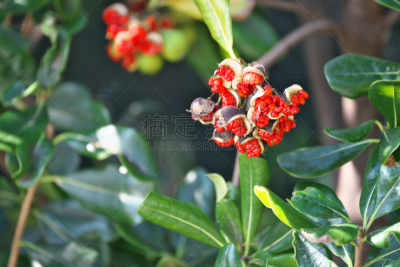 海桐花,水平画幅,绿色,秋天,无人,日本,茅崎,红色,植物,种子