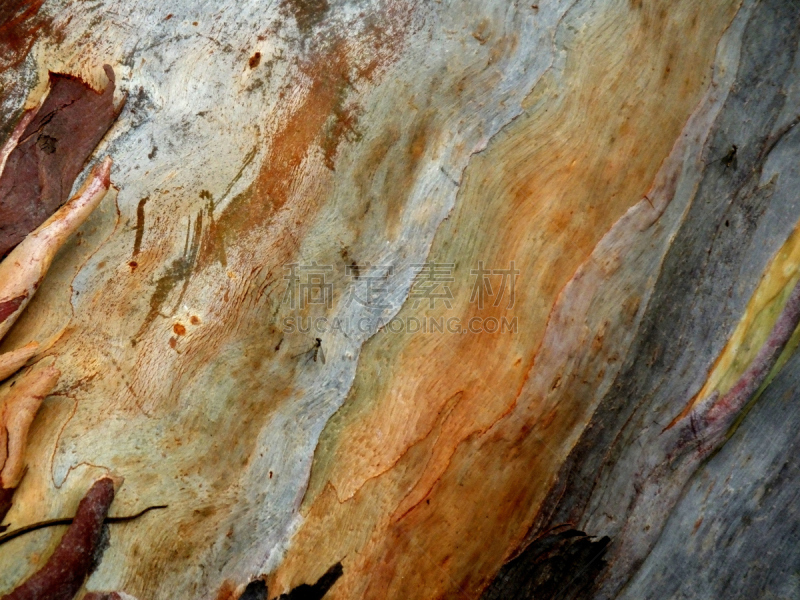 mindanao gum tree,彩虹,桉树,自然,式样,水平画幅,无人,植物表皮,背景,多色的