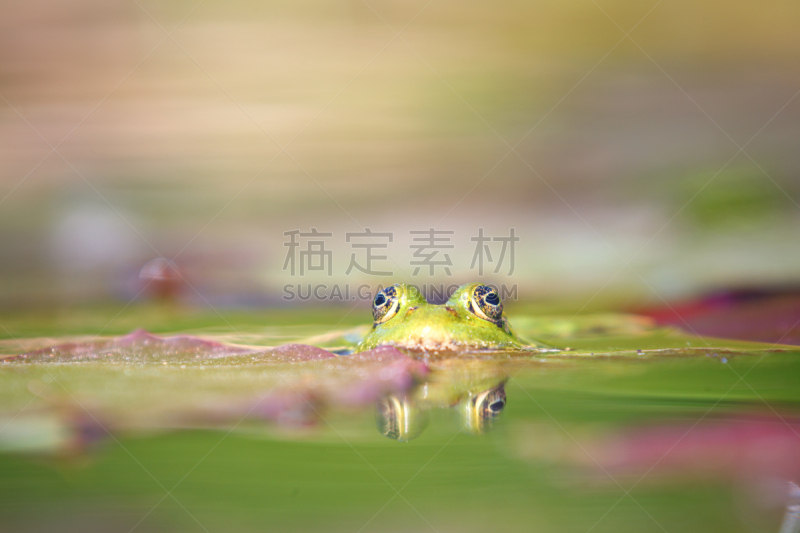 青蛙,蛙,绿色,水景花园,池塘,水蛙,动物交配,选择对焦,留白,公园