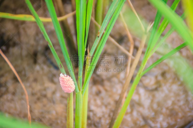 鸡蛋,软体动物,泰国,淡水,稻,粉色,生长,树