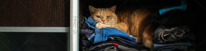 衣服,宠物,猫,衣柜,幽默,纯种犬,撒谎者,可爱的,热,舒服