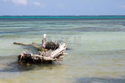 ambergris caye,浮木,伯利兹,晒黑,水,灰色,水平画幅,风化的,木制,蓝色
