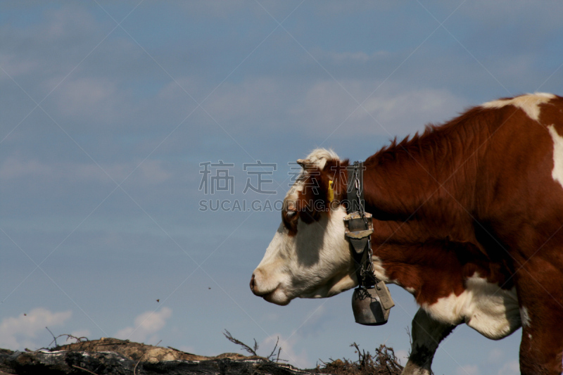 山,巴伐利亚塑像,欧洲,概念,上巴伐利亚,全景,图像,著名景点,无人,母牛
