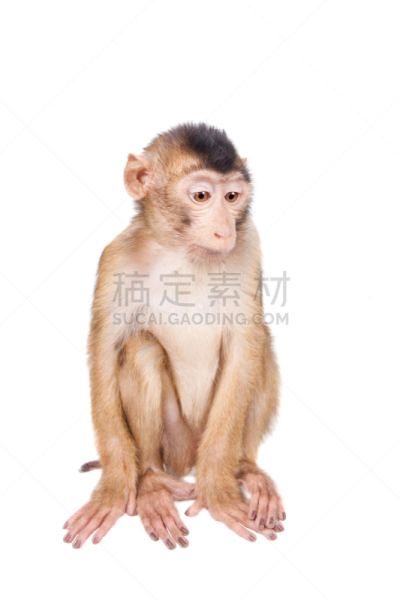 猪尾猕猴,少年早期,白色,沙巴州,自然,垂直画幅,褐色,野生动物,小的,可爱的