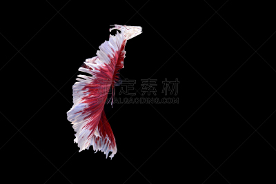 暹罗斗鱼,美,艺术,水平画幅,鸟类,动物身体部位,泰国,水禽,人的眼睛,水族馆