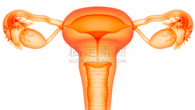女性生殖系统,输卵管,腹股沟,卵巢,人体子宫,生殖器官,有序,女人,水平画幅,绘画插图